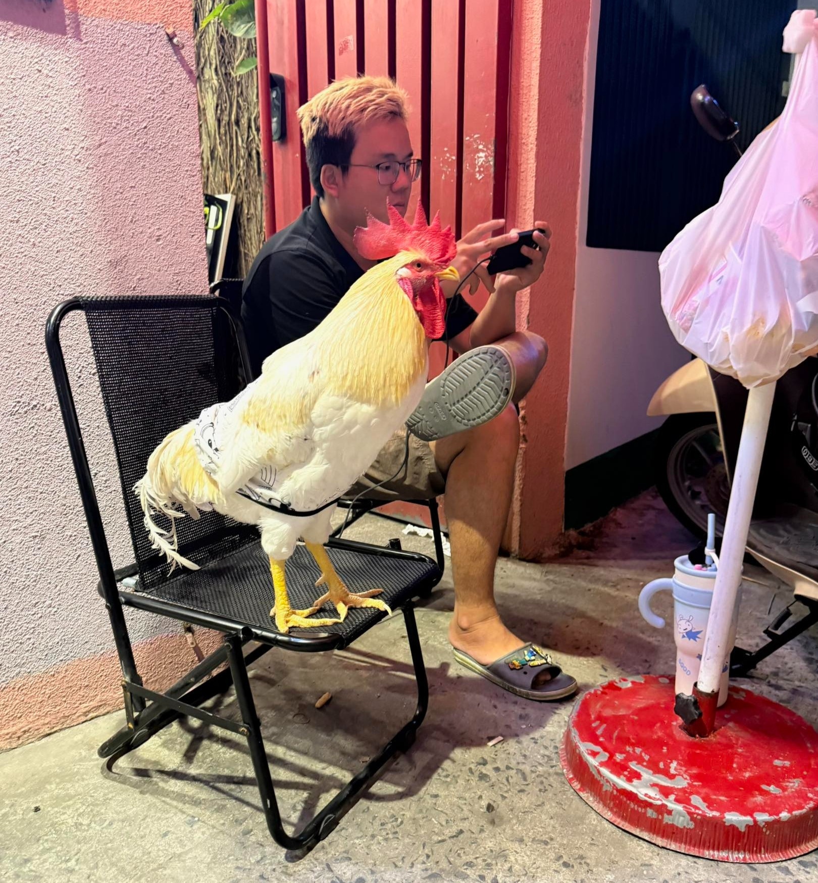 Con ga,  Jolibee,  quan ca phe meo anh 6