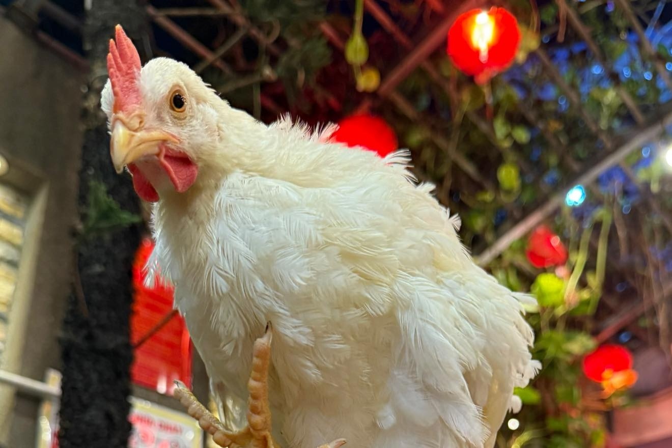 Chu ga di lac thanh 'ngoi sao' o quan ca phe meo TP.HCM hinh anh