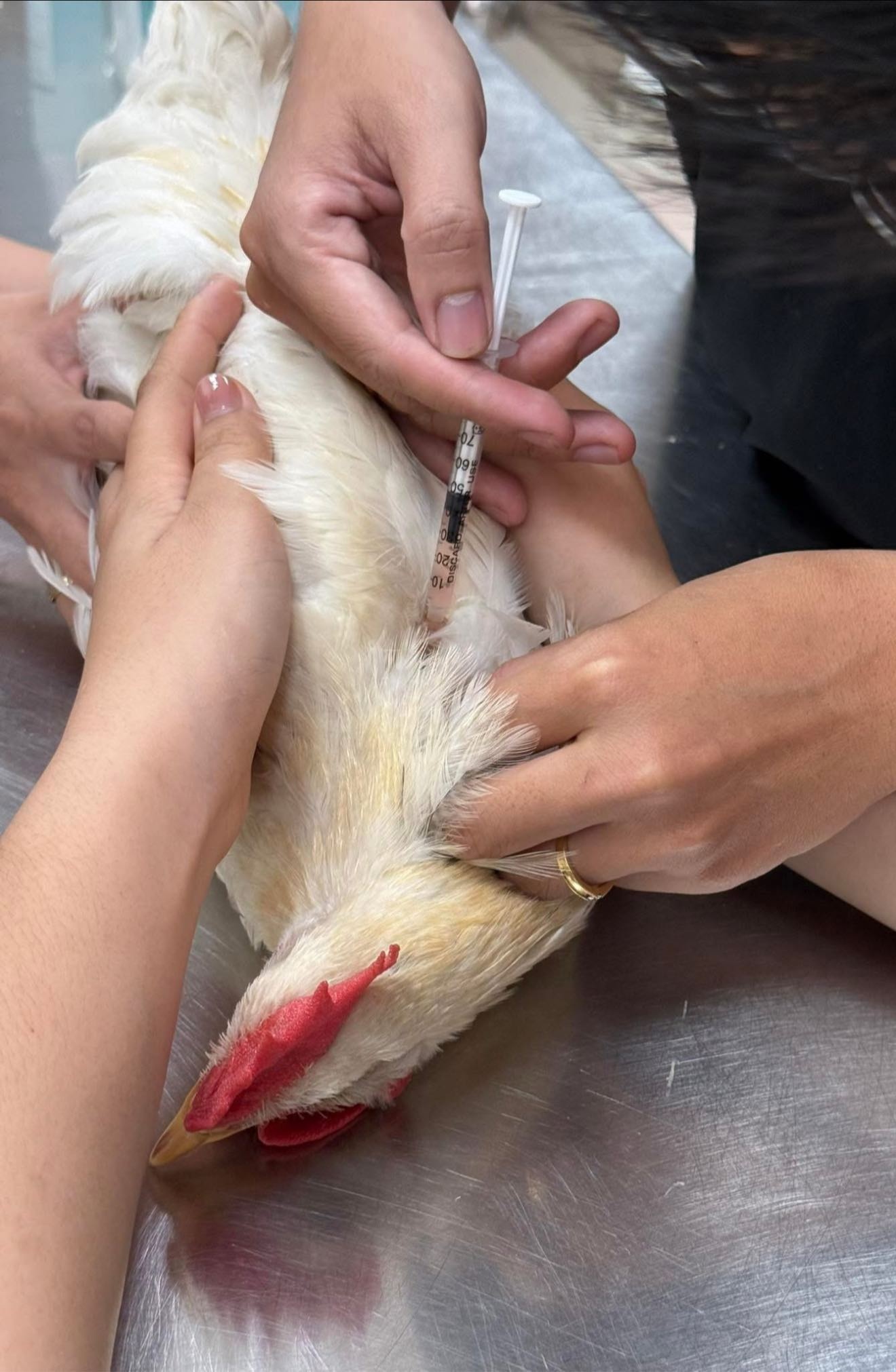 Con ga,  Jolibee,  quan ca phe meo anh 3