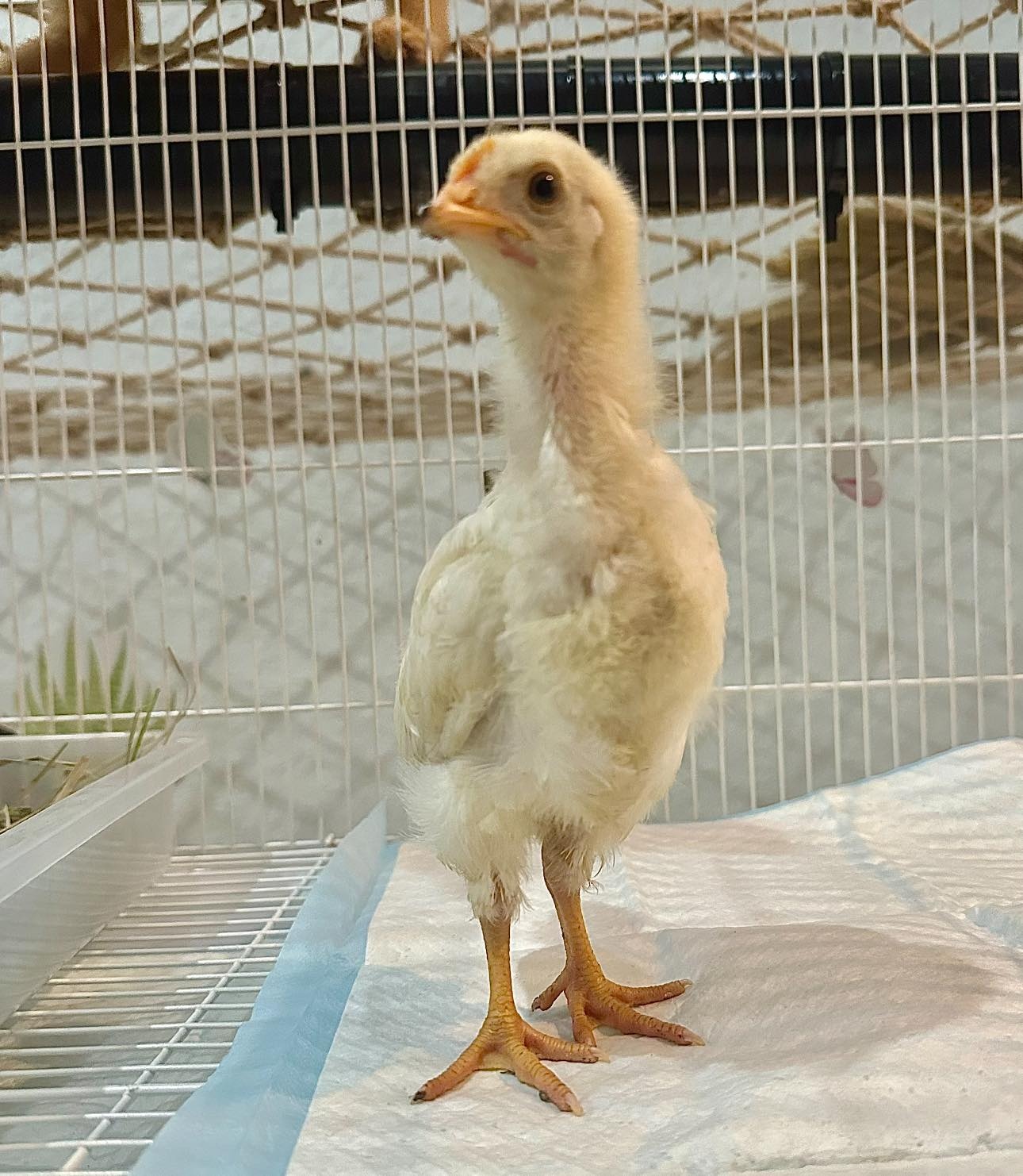 Con ga,  Jolibee,  quan ca phe meo anh 1