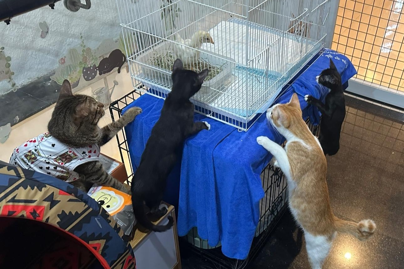 Con ga,  Jolibee,  quan ca phe meo anh 11