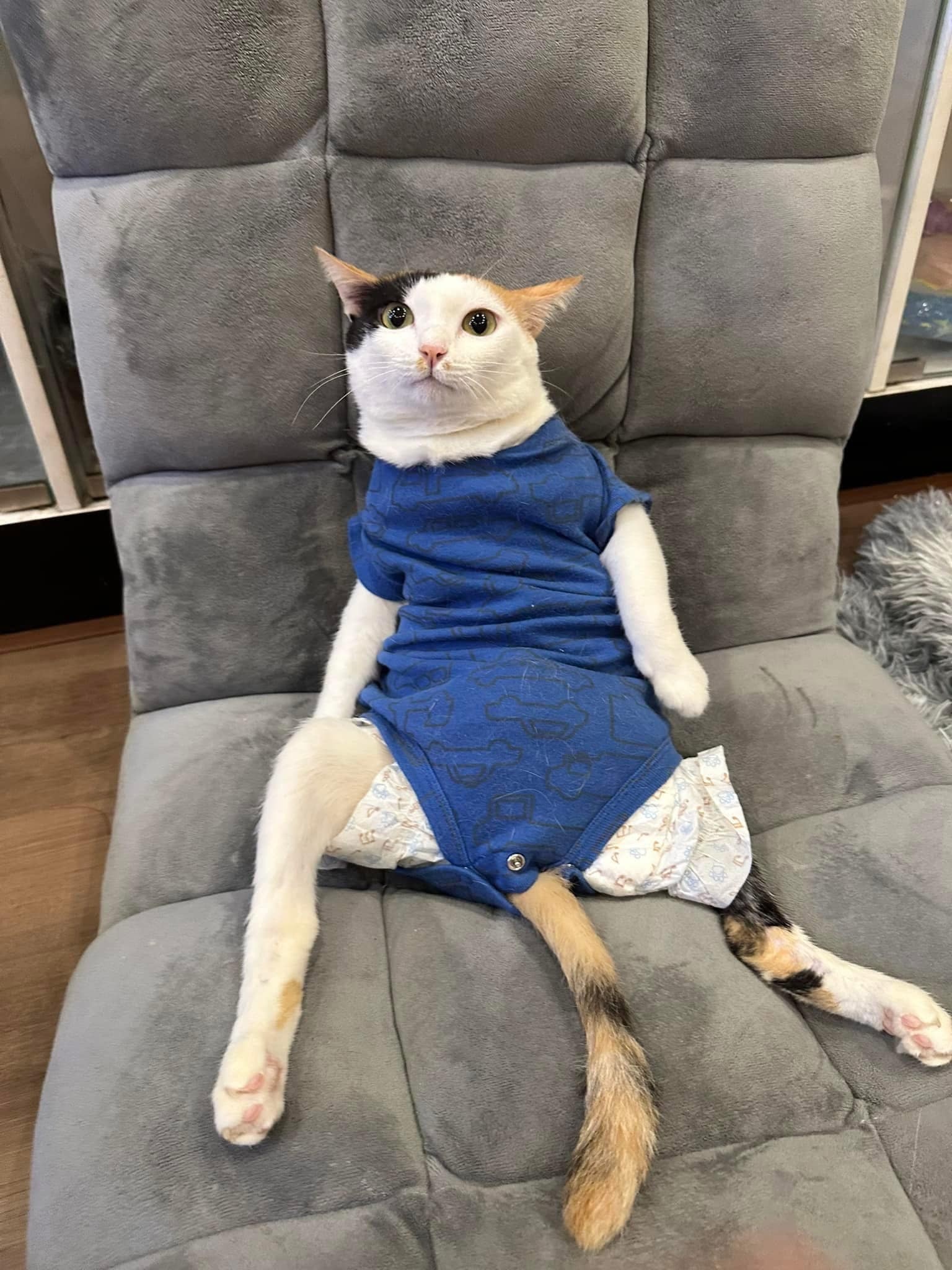 Con ga,  Jolibee,  quan ca phe meo anh 8