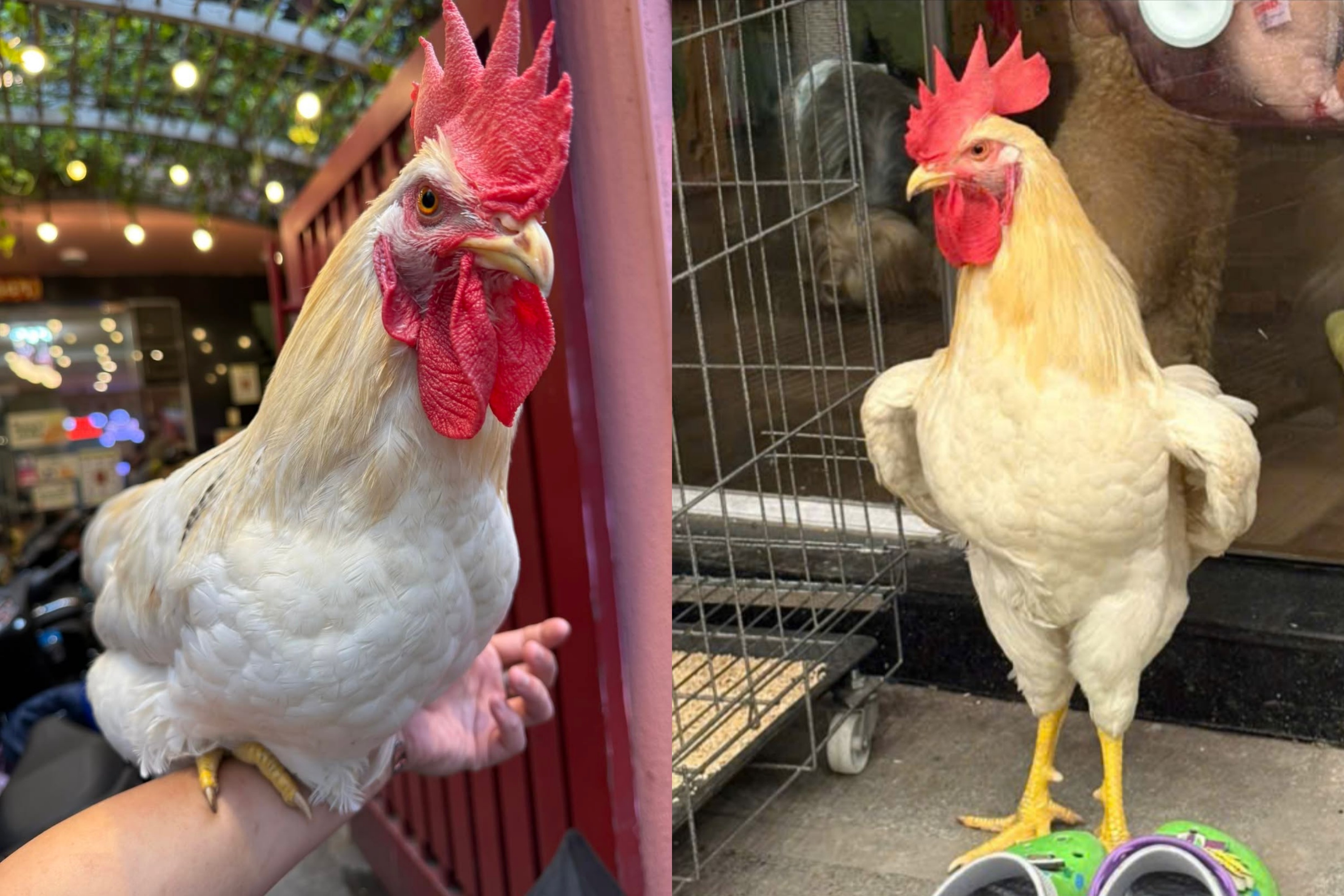 Con ga 'thu dai', 'thai do' song chung voi meo tai quan ca phe TP.HCM  hinh anh