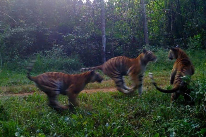 con ho,  Thai Lan anh 5