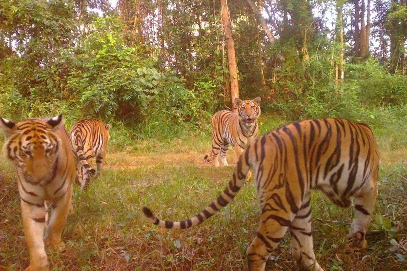 con ho,  Thai Lan anh 4