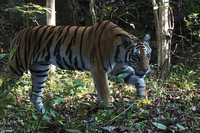 Dieu la lam o nhung con ho cuoi cung tai Thai Lan hinh anh