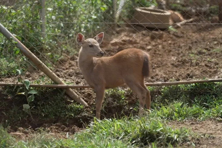 con ho,  Thai Lan anh 3