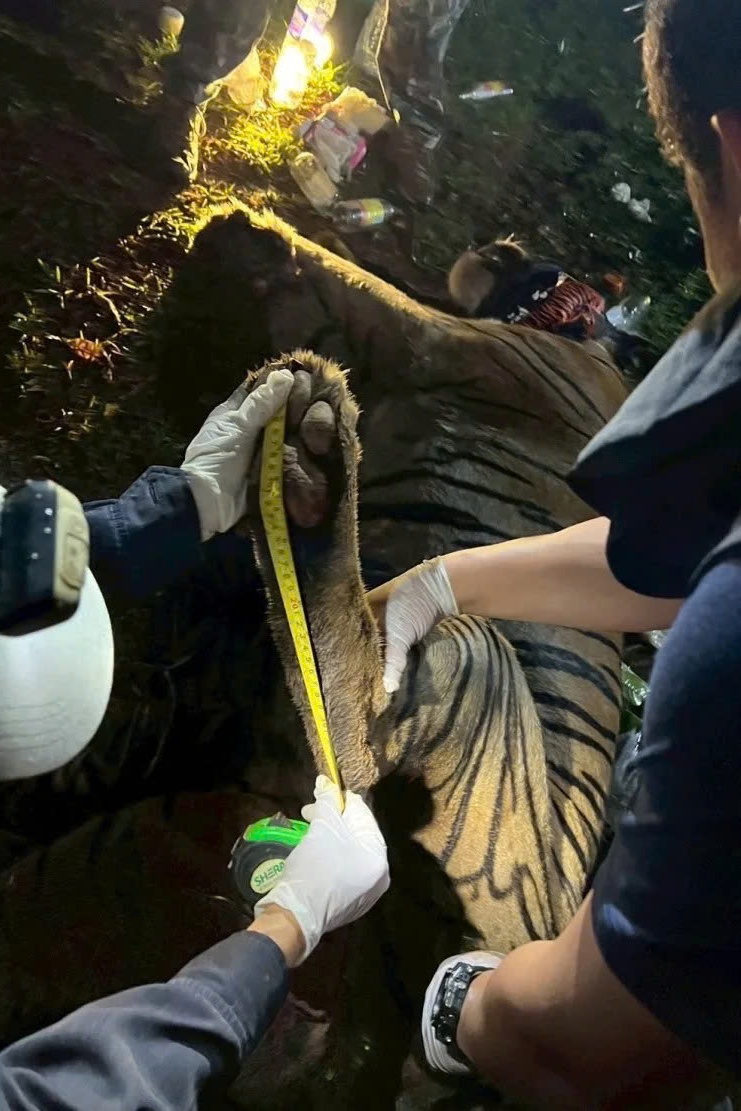 con ho,  Thai Lan anh 2