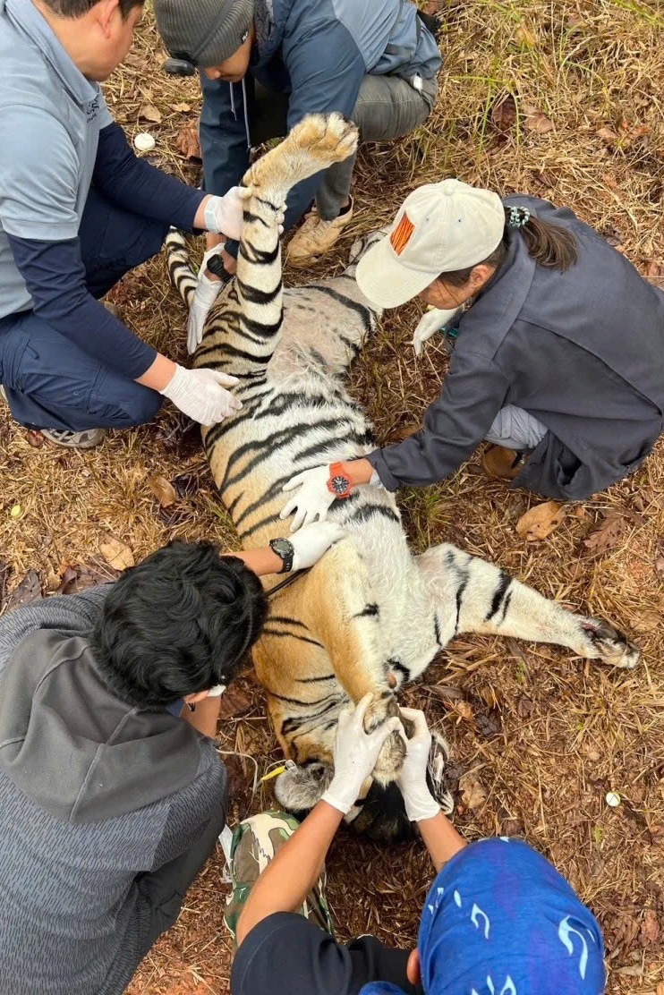 con ho,  Thai Lan anh 1