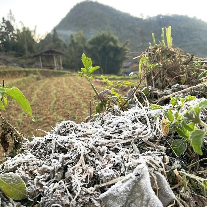 Frost, zdjęcie płaskowyżu Dong Van 1 Bang gia, cao nguyen Dong Van anh 1
