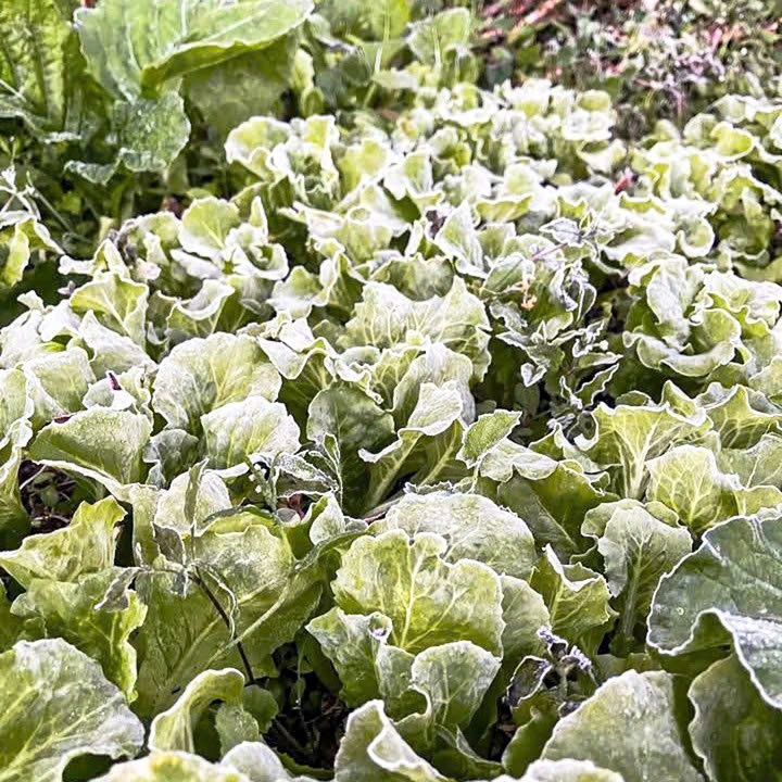 Frost, zdjęcie płaskowyżu Dong Van 2 Bang gia, cao nguyen Dong Van anh 2