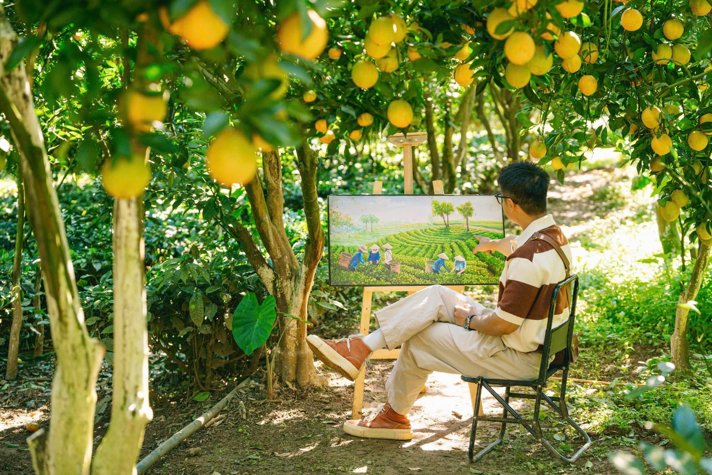 Vuon cam,  Moc Chau anh 11