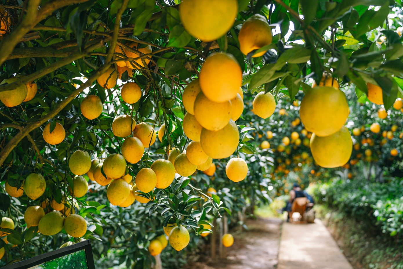 Vuon cam,  Moc Chau anh 2