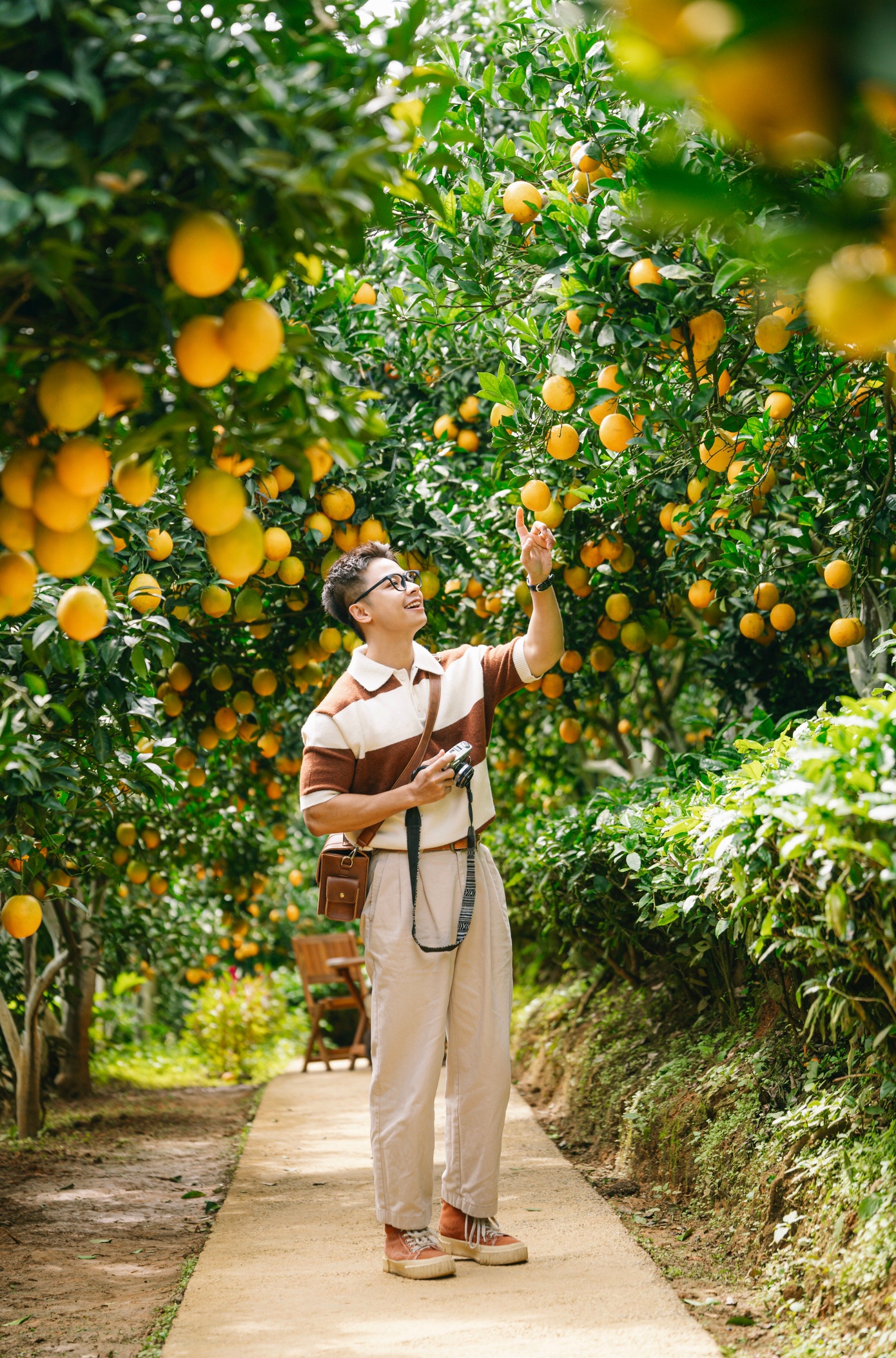 Vuon cam,  Moc Chau anh 4