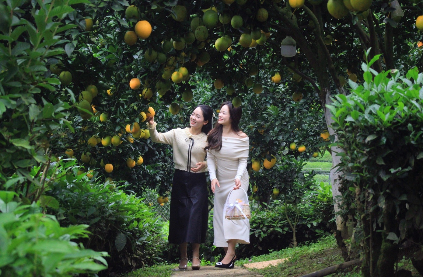 Vuon cam,  Moc Chau anh 5