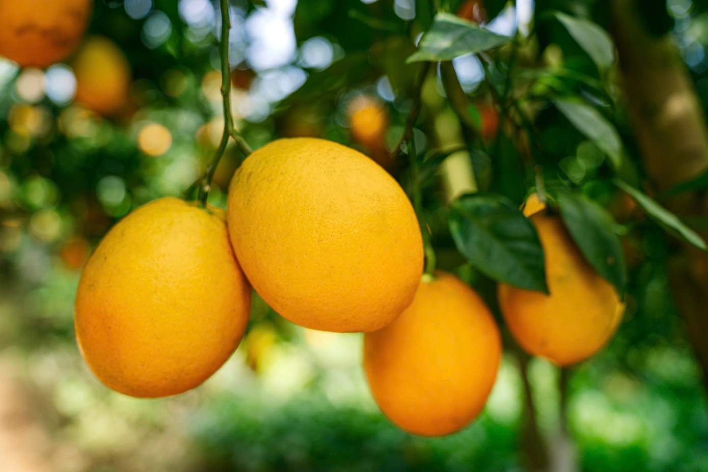 Vuon cam,  Moc Chau anh 6