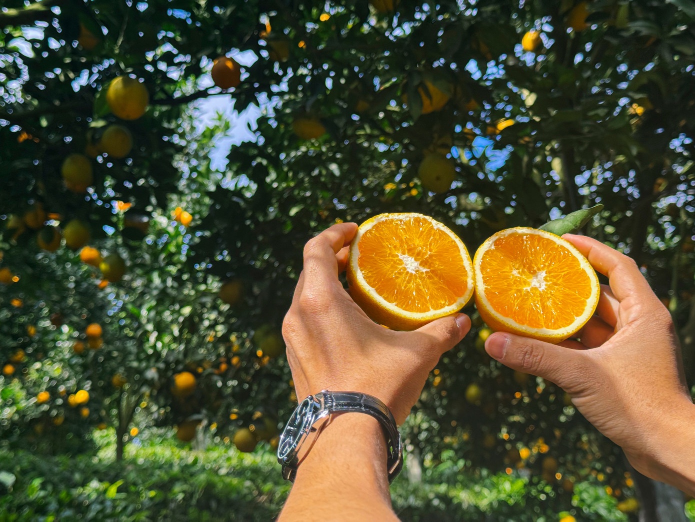 Vuon cam,  Moc Chau anh 7