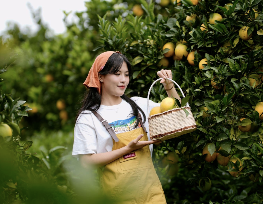 Vuon cam,  Moc Chau anh 8