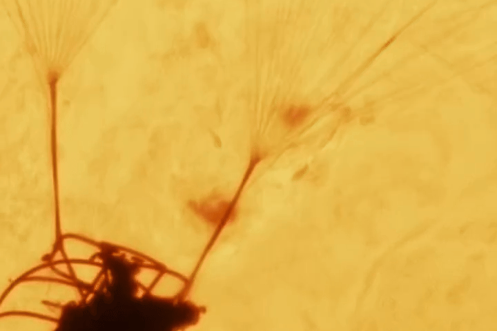 Bi mat sau buc anh nguoi dan ong nhay du truoc Mat Troi hinh anh