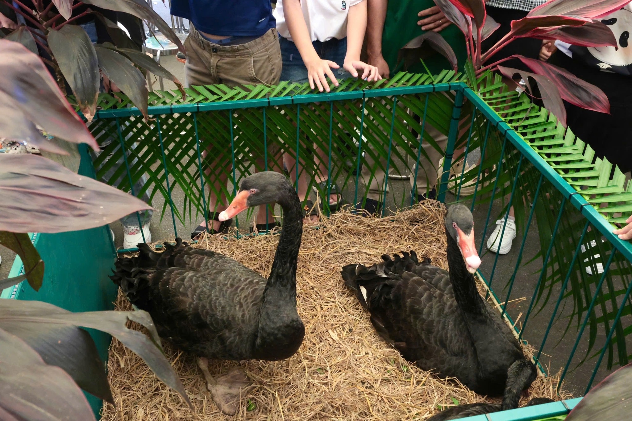 Ζωολογικός κήπος, συνάντηση οπαδών, φωτογραφία 2 του Μίκα Thao Cam Vien, fan meeting, Mika anh 2