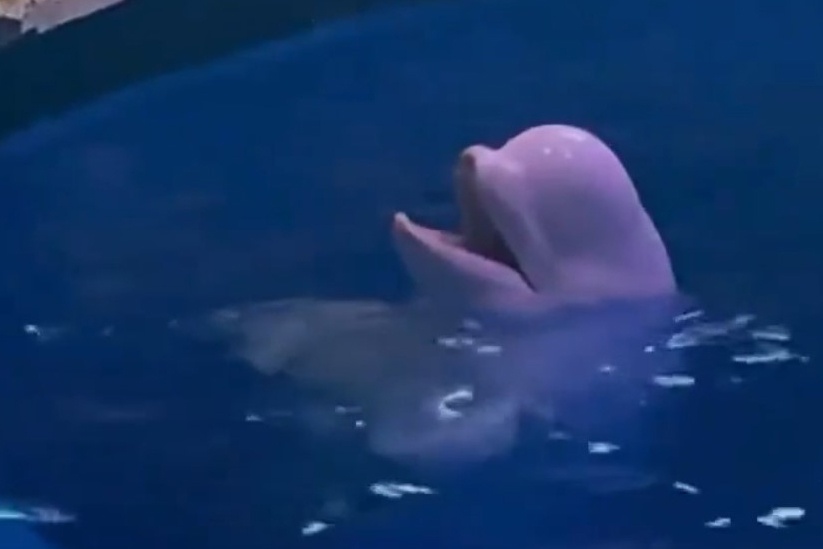 foto paus merokok 2 ca voi, hut thuoc anh 2