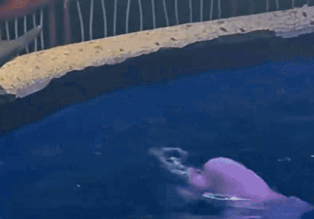 Thuc hu ca voi 'trung phat' khach hut thuoc trong thuy cung Trung Quoc hinh anh