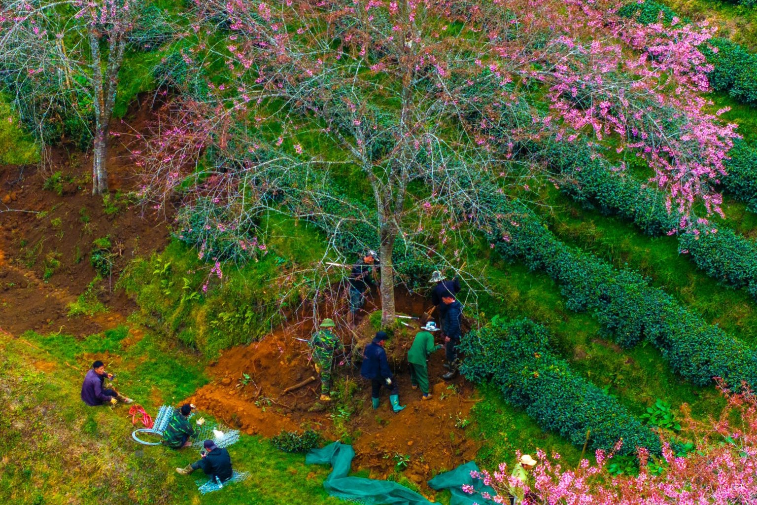 Du khach tiec nuoi hang loat goc mai anh dao o Sa Pa bi di doi hinh anh