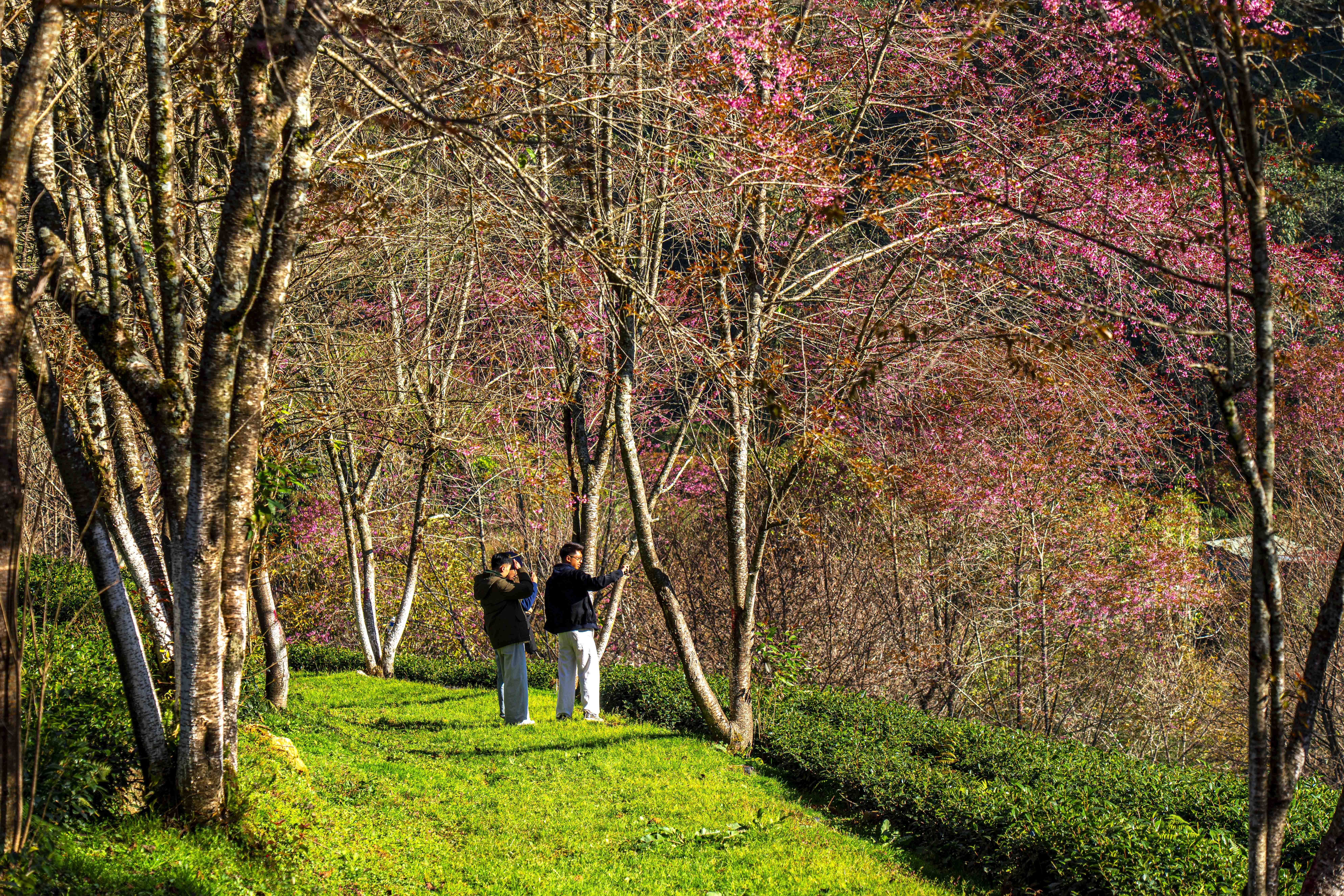 mai anh đào, Sa Pa ảnh 4 mai anh dao, Sa Pa anh 4