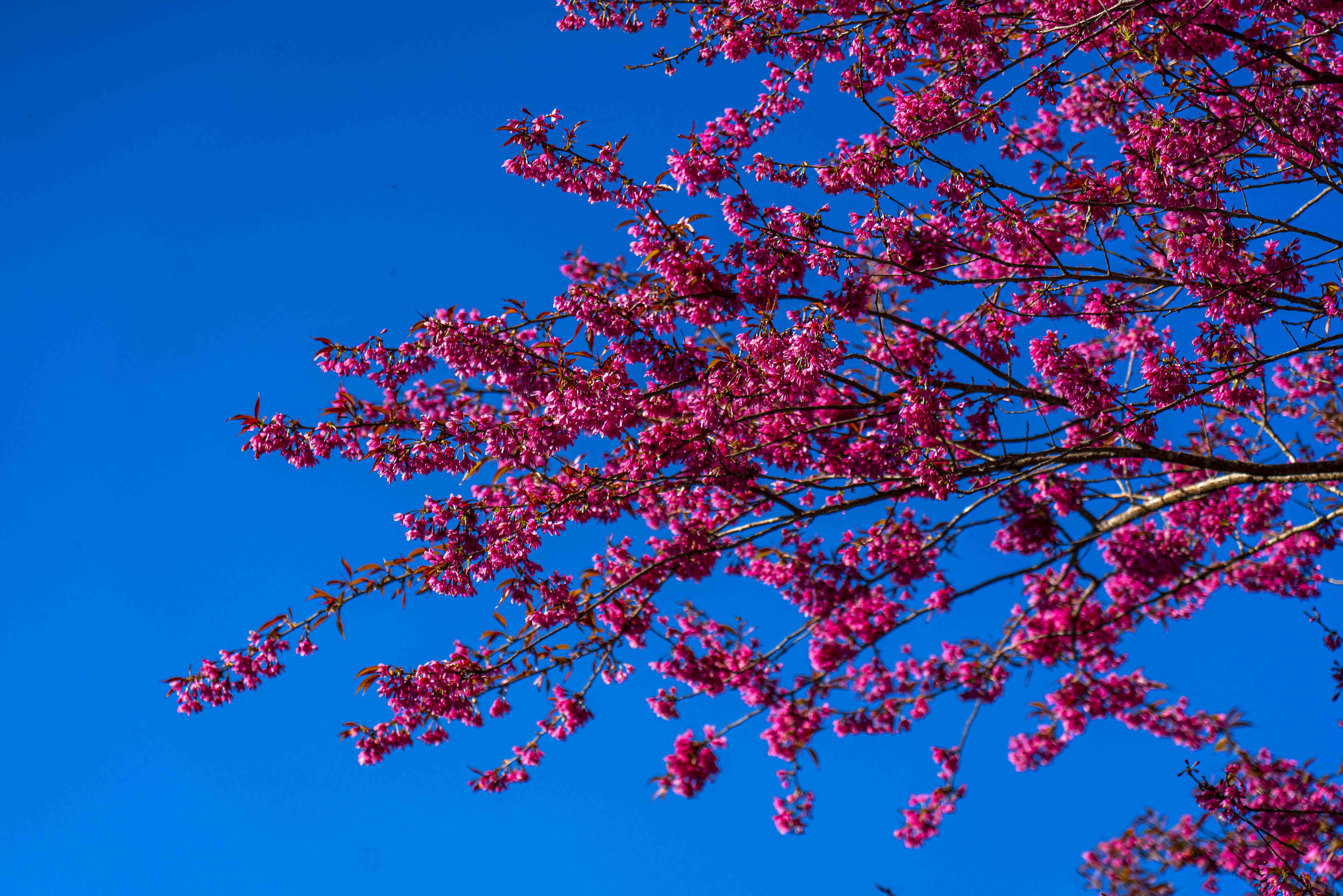 mai anh đào, Sa Pa ảnh 9 mai anh dao, Sa Pa anh 9