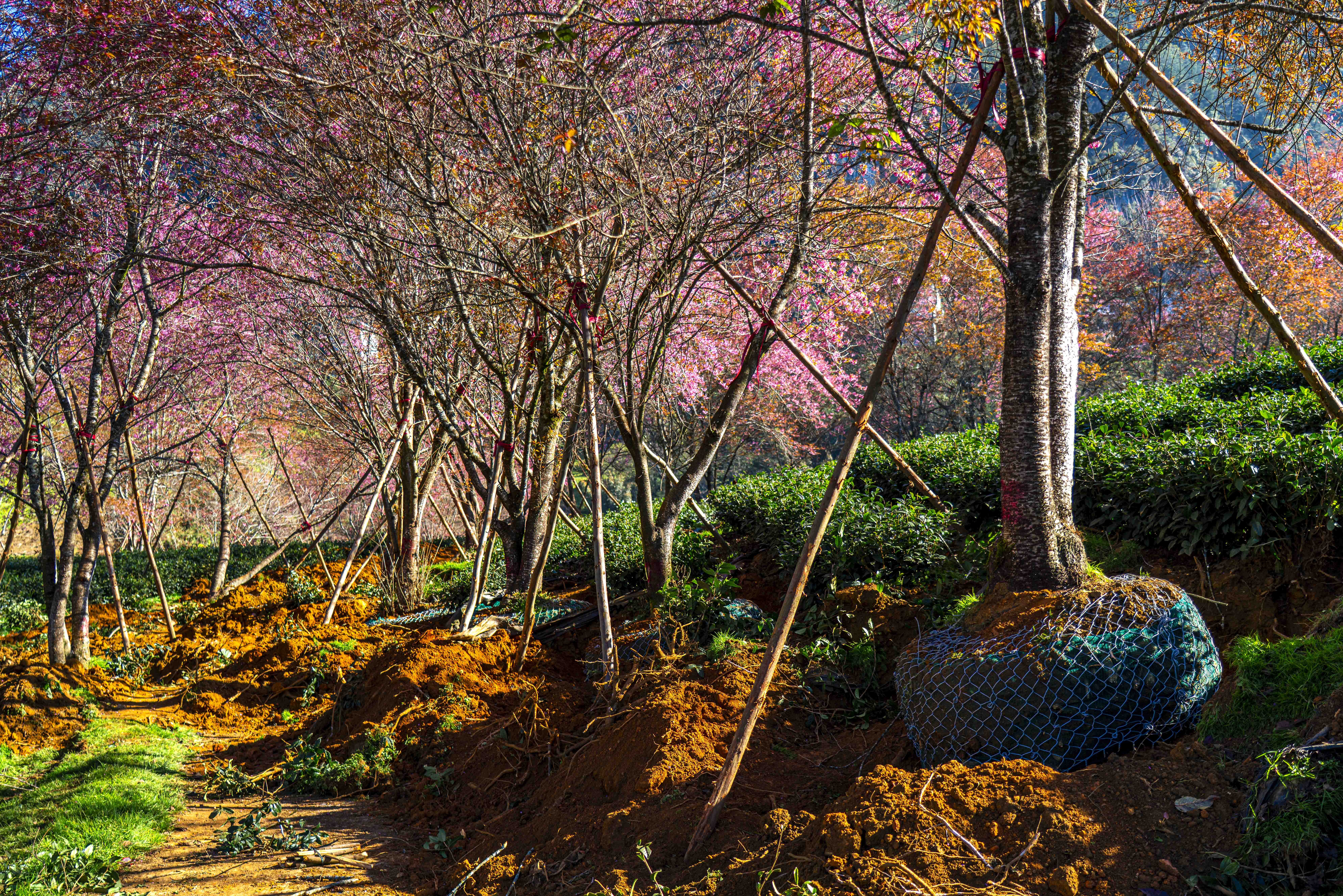 mai anh đào, Sa Pa ảnh 2 mai anh dao, Sa Pa anh 2