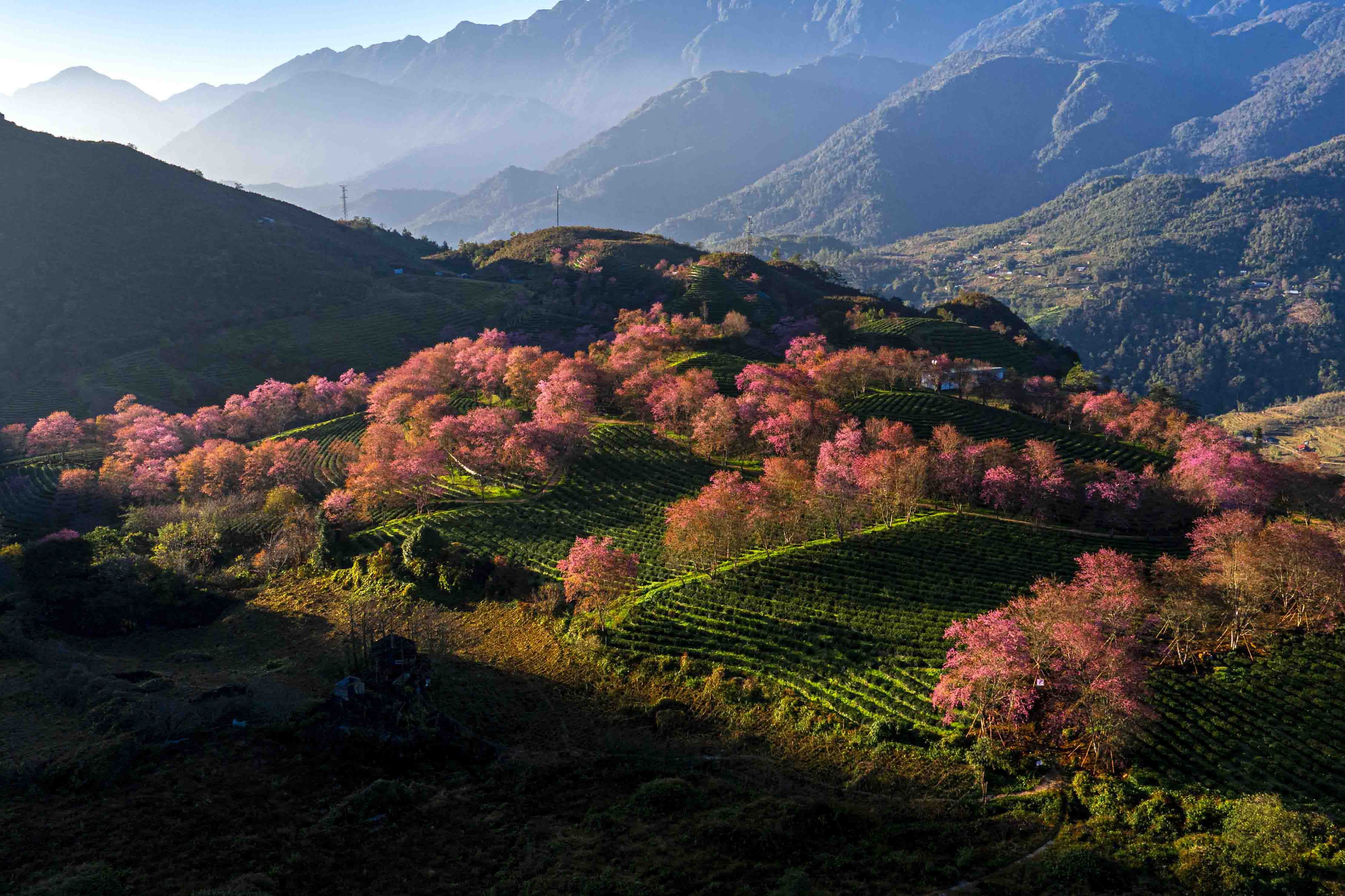 mai anh đào, Sa Pa ảnh 7 mai anh dao, Sa Pa anh 7