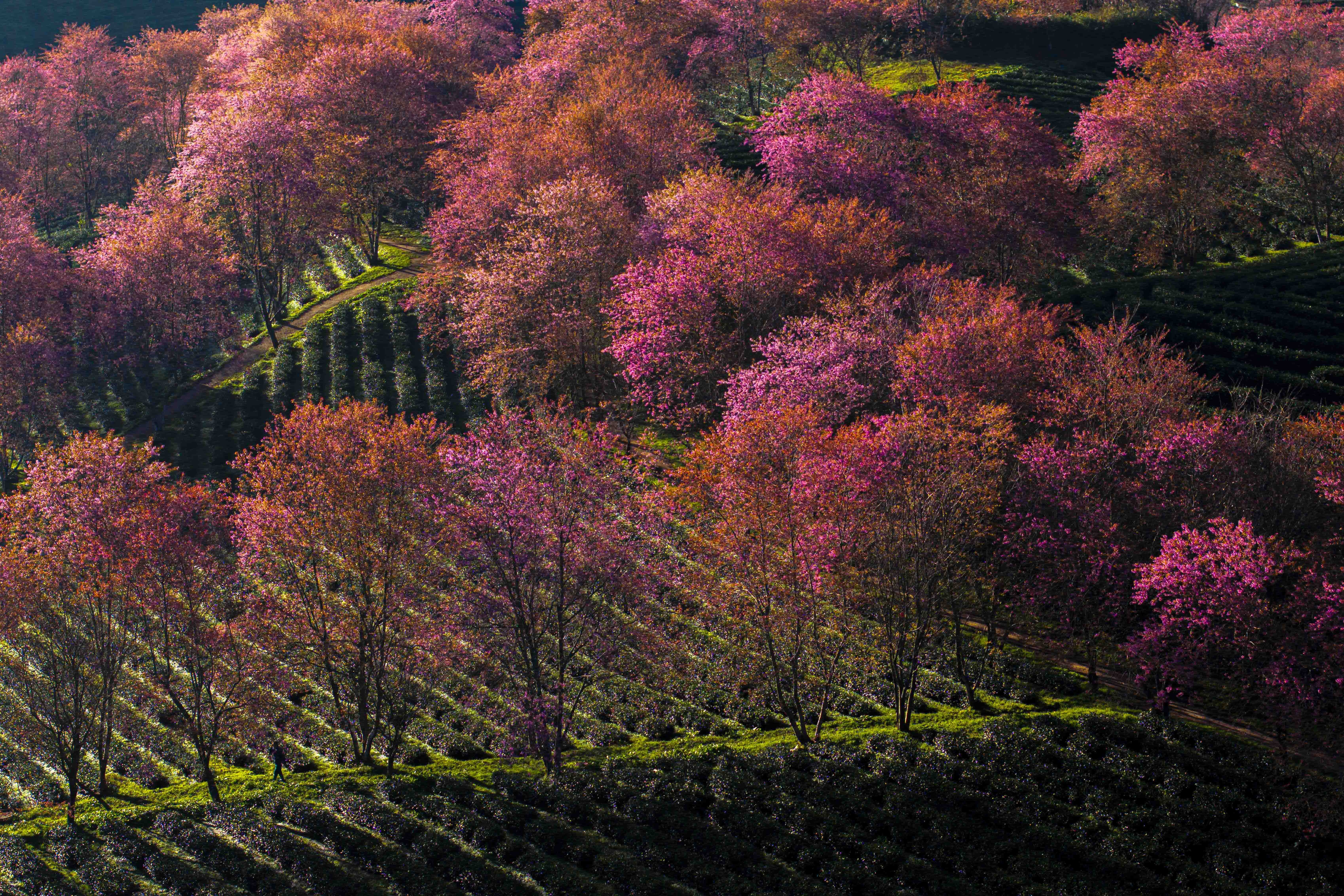 May xuc, cong nhan tren 'cong truong' di doi loat mai anh dao o Sa Pa hinh anh