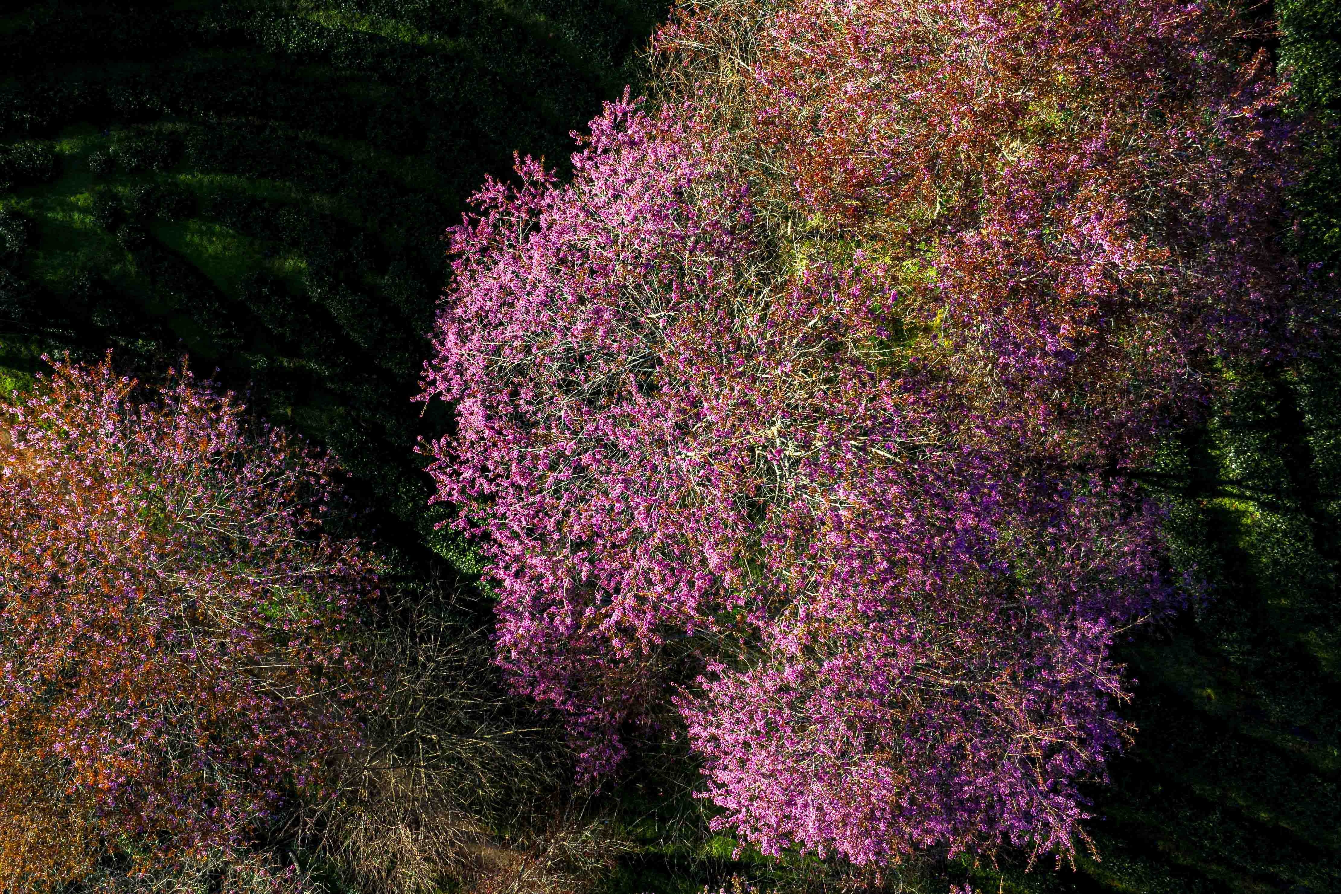 mai anh đào, Sa Pa ảnh 8 mai anh dao, Sa Pa anh 8