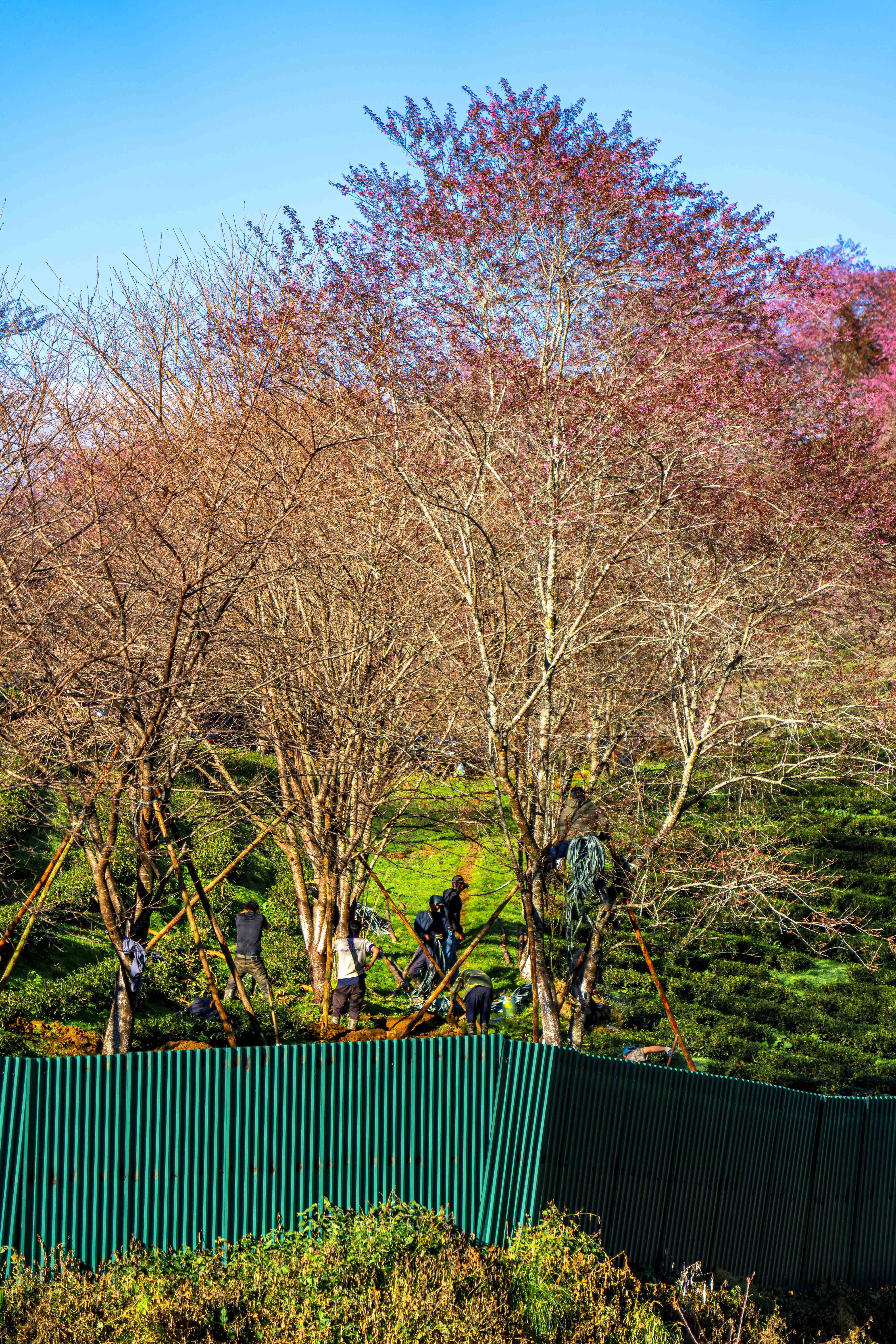 mai anh đào, Sa Pa ảnh 3 mai anh dao, Sa Pa anh 3