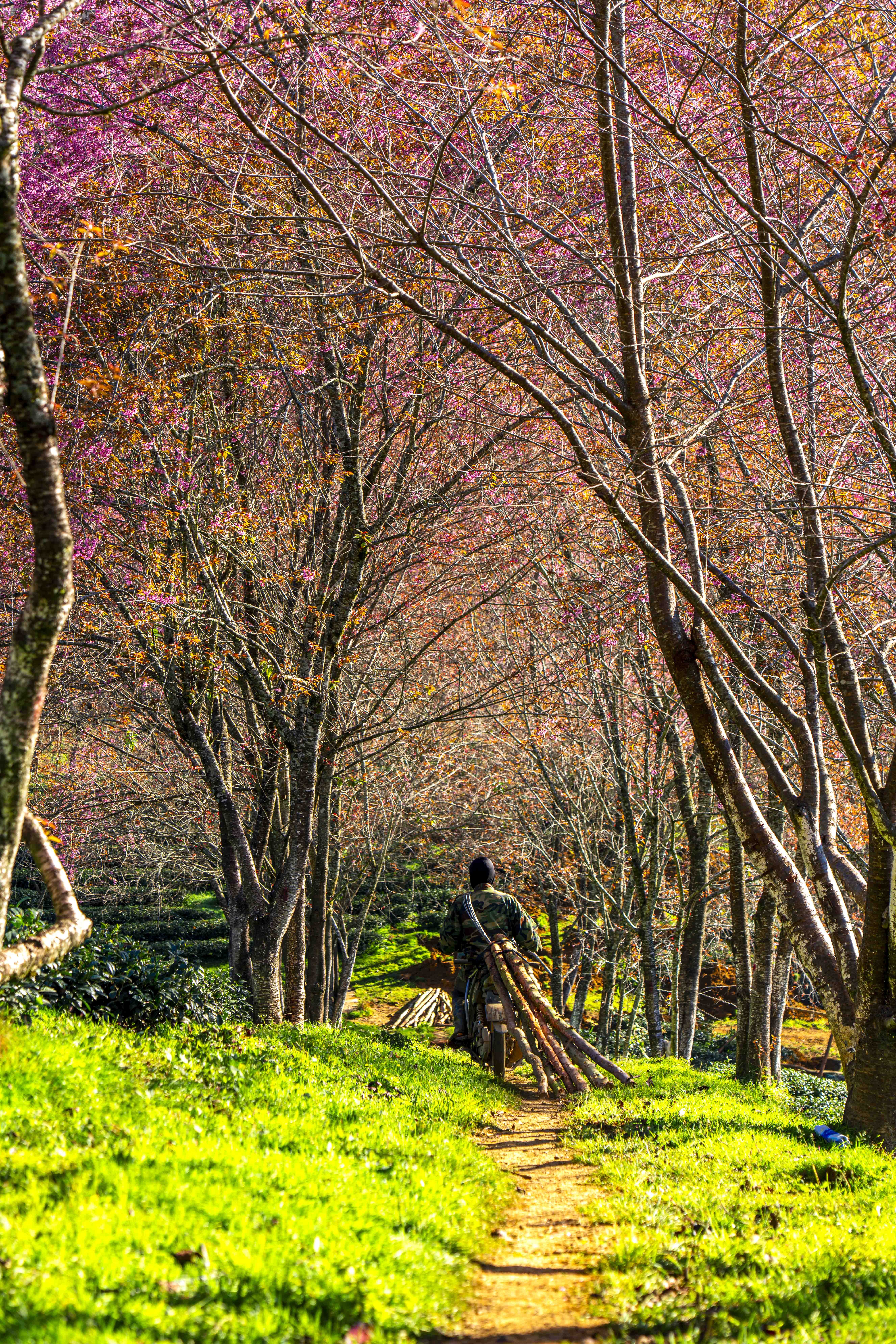 mai anh đào, Sa Pa ảnh 5 mai anh dao, Sa Pa anh 5