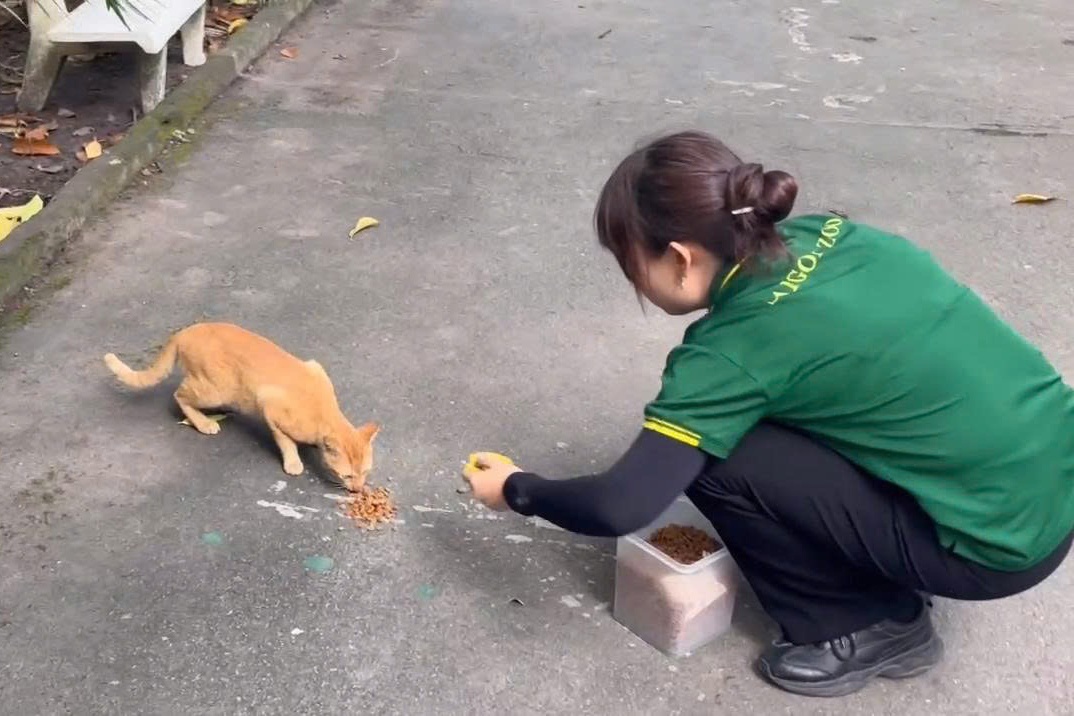 Thao Cam Vien,  Mika,  meo anh 5