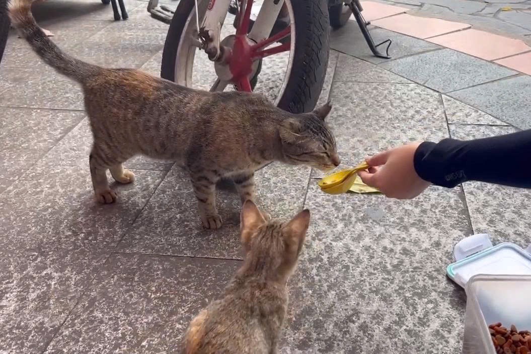 Thao Cam Vien,  Mika,  meo anh 4