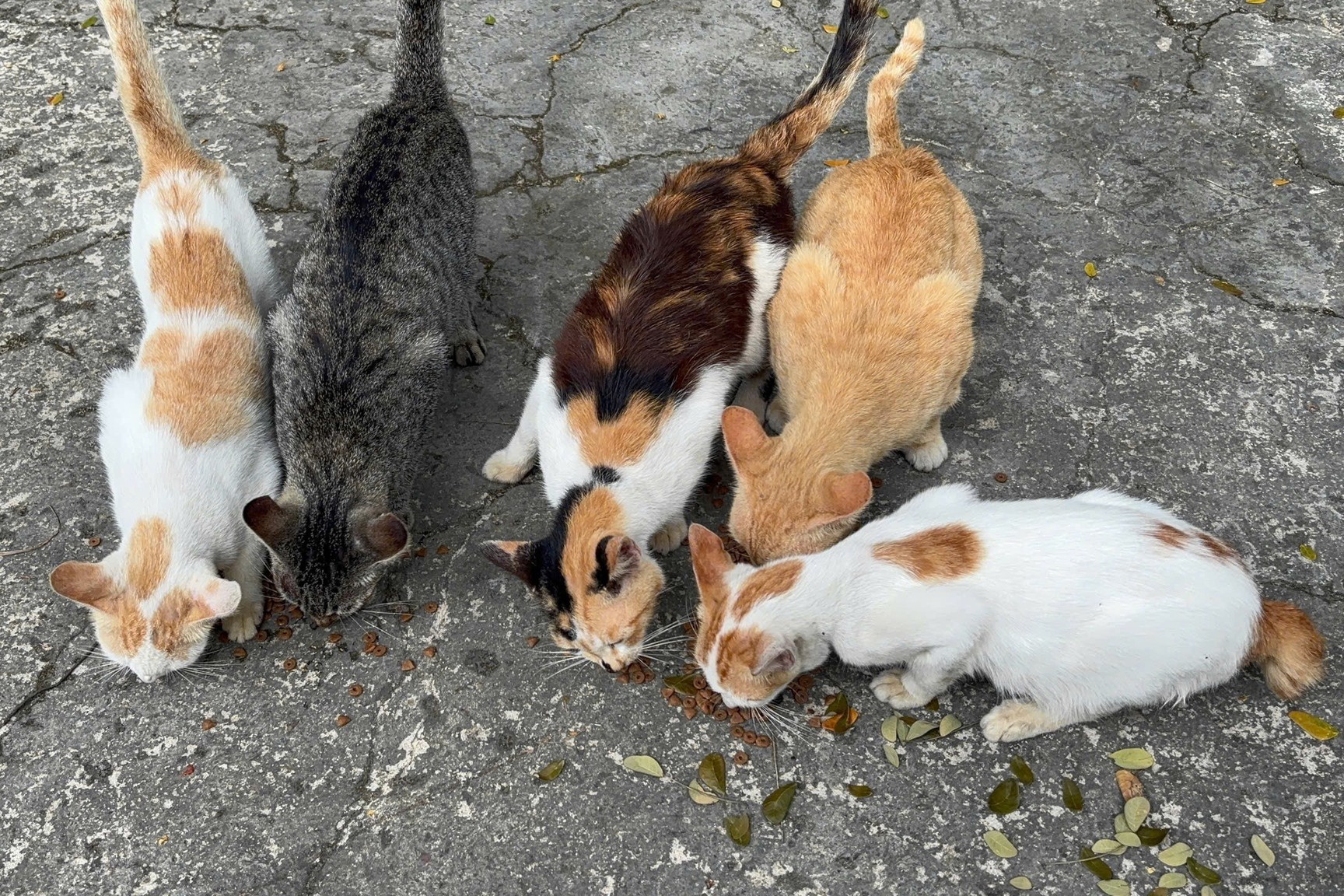 Hon 100 con meo hoang o Thao Cam Vien hinh anh