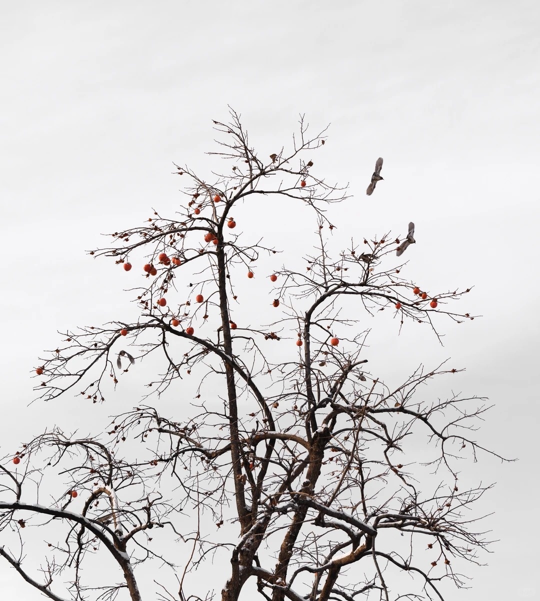 Tử Cấm Thành, Lý Hiện ảnh 10 Tu Cam Thanh, Ly Hien anh 10