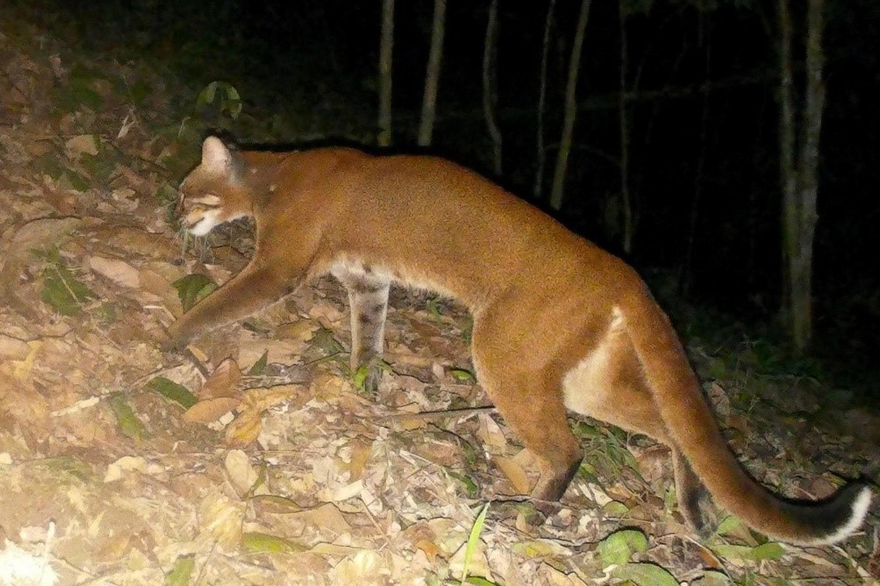 Lan dau phat hien beo lua dac biet quy hiem ngoai tu nhien Viet Nam hinh anh