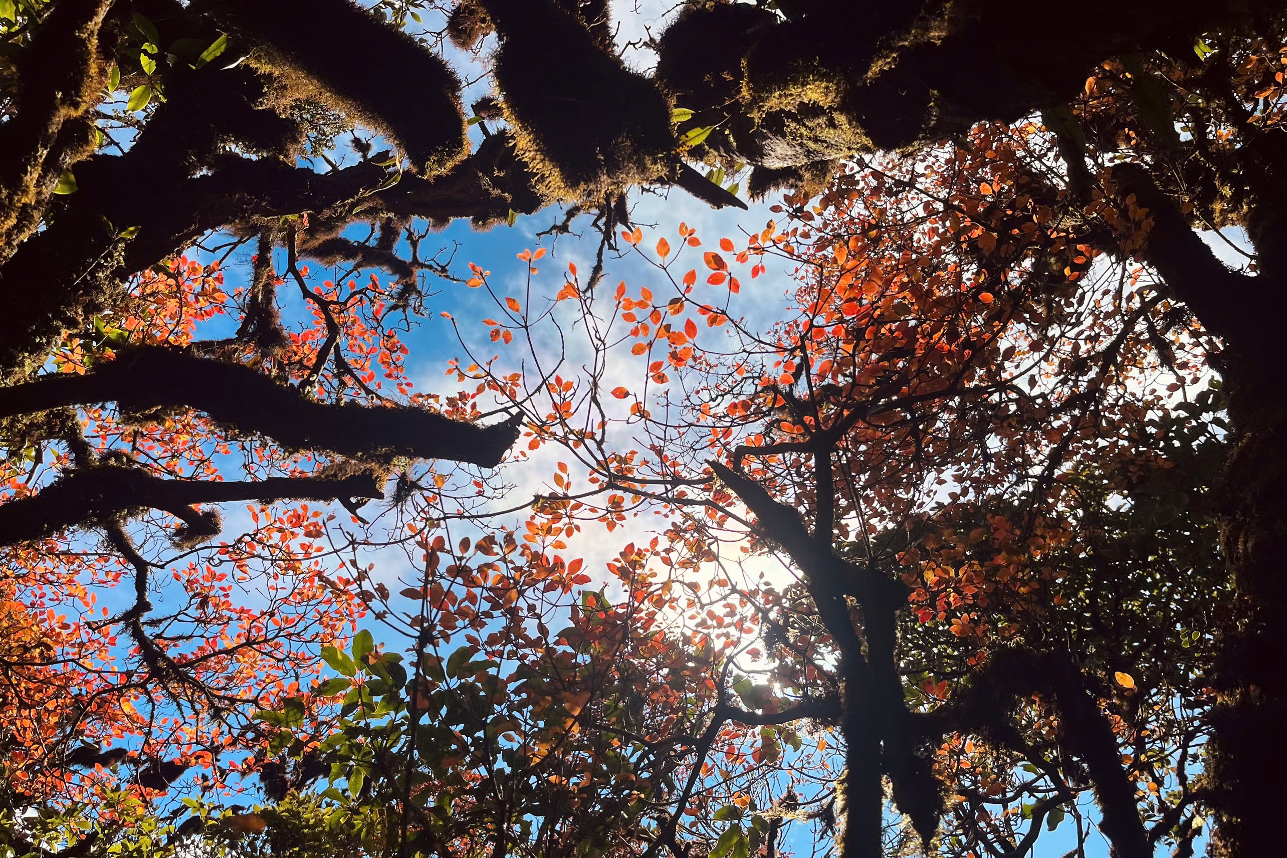 Phu Sa Phin,  trekking anh 2