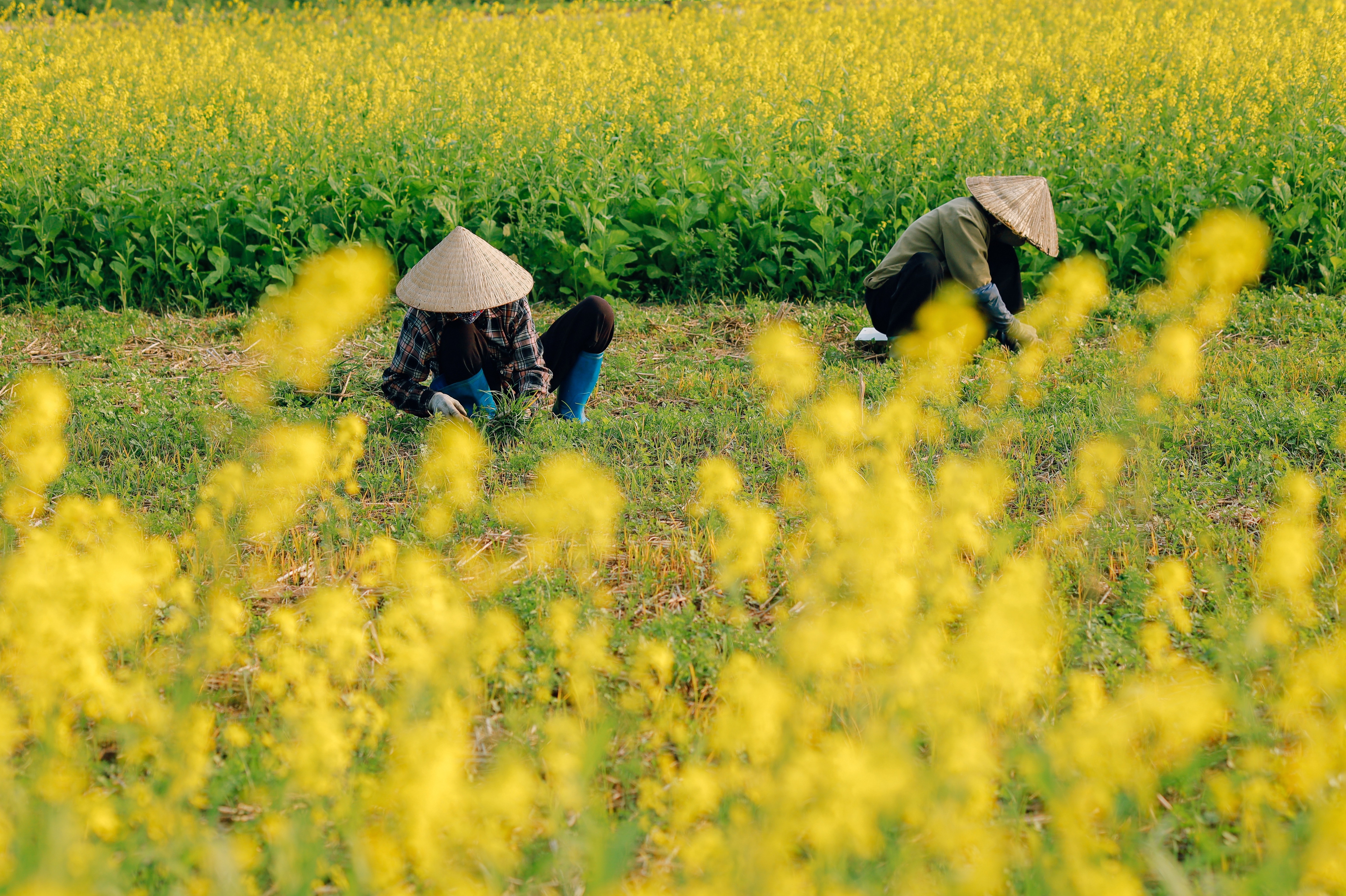 Co gi o canh dong rau cai thanh diem check-in gay sot o Ha Noi? hinh anh