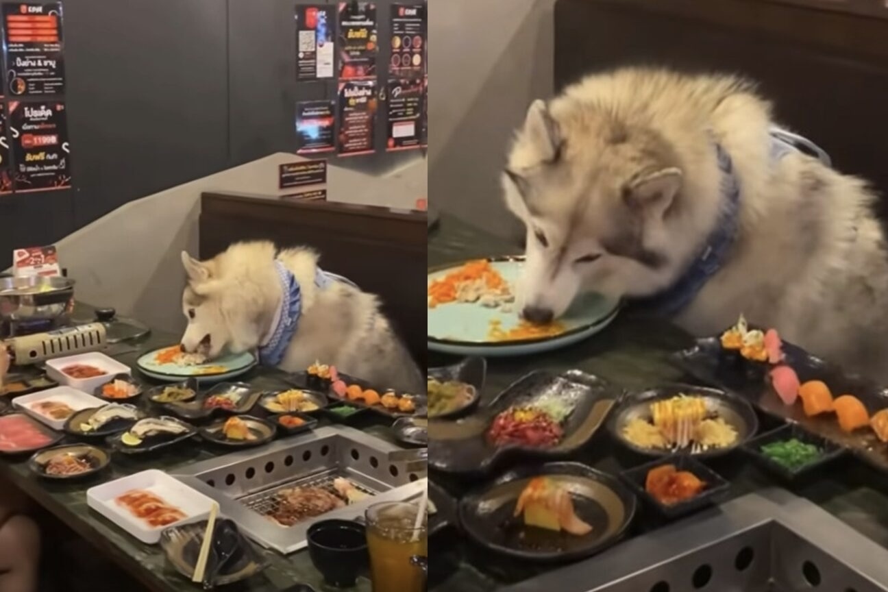 Mo hinh nha hang nguoi an cung cho gay tranh cai tai Thai Lan hinh anh