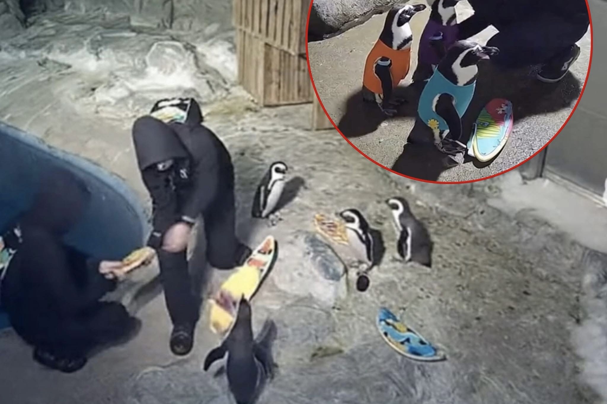 Thuc hu dot nhap so thu o My mac ao cho chim canh cut roi di ve hinh anh