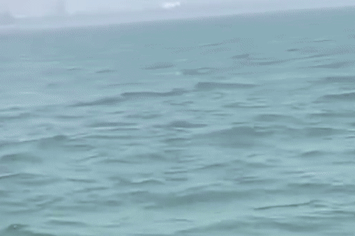 Cá heo trắng hiếm thấy bơi trên biển Sầm Sơn