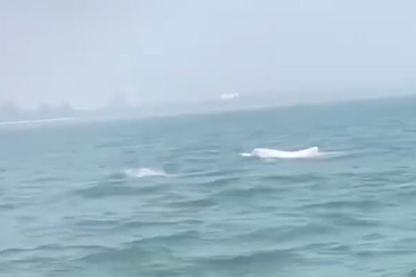 Ca heo trang xuat hien o bien Sam Son hinh anh