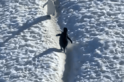 Video 2 chim canh cut nhuong duong nhau thanh hien tuong hinh anh