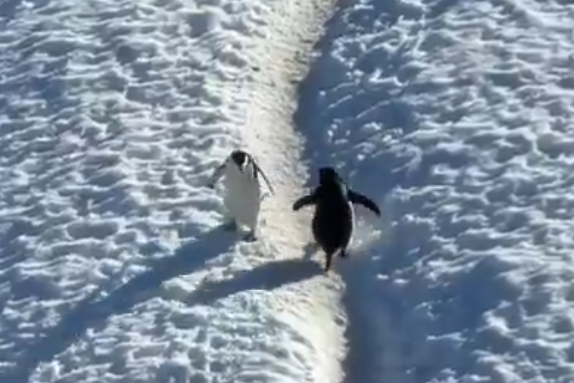 Chim canh cut nhuong duong tren 'xa lo' tuyet hinh anh