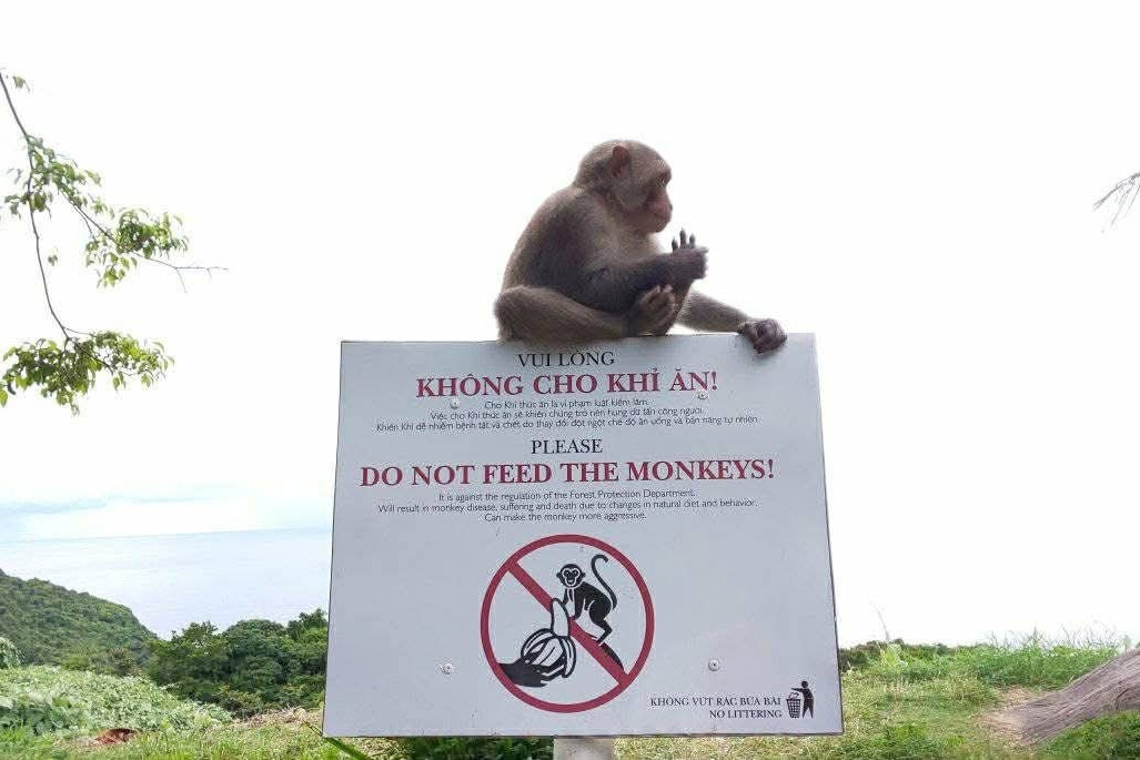 ban dao Son Tra anh 2