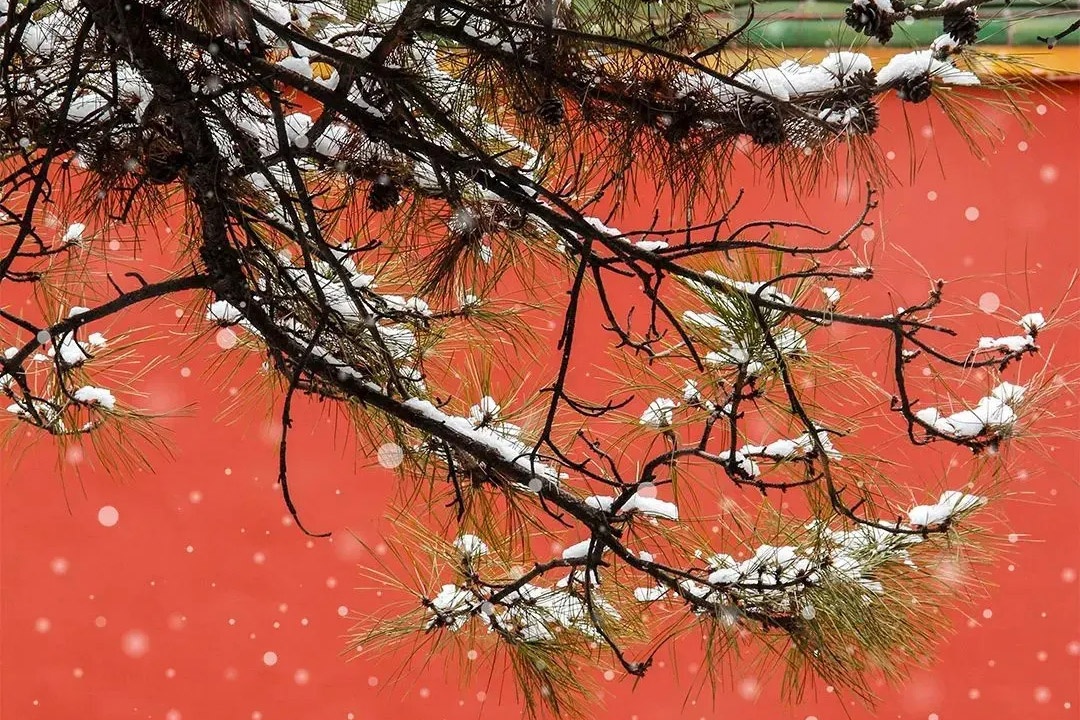 'Bong tuyet to bat thuong' phu kin Tu Cam Thanh hinh anh